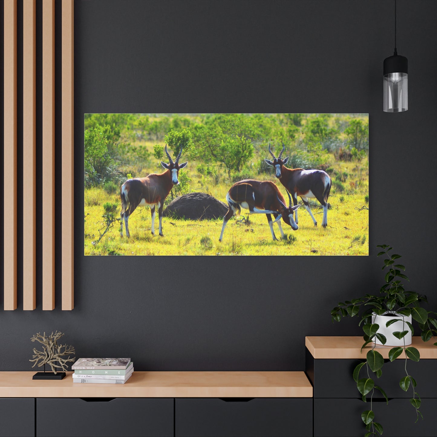 Blesbok in Africa - Canvas Print