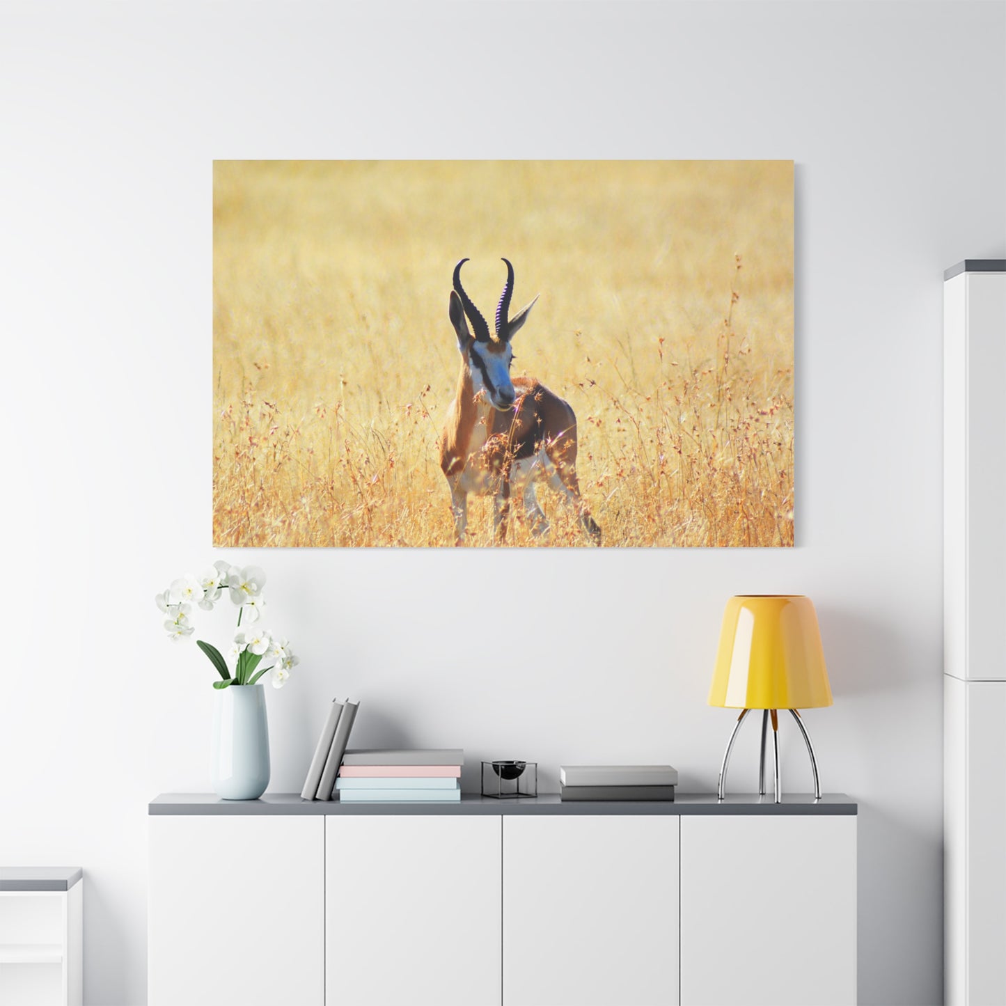 Africa Springbok