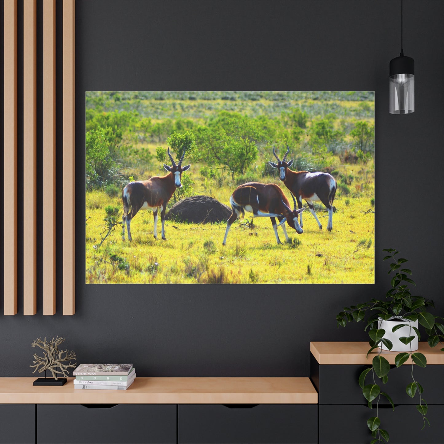 Blesbok in Africa - Canvas Print