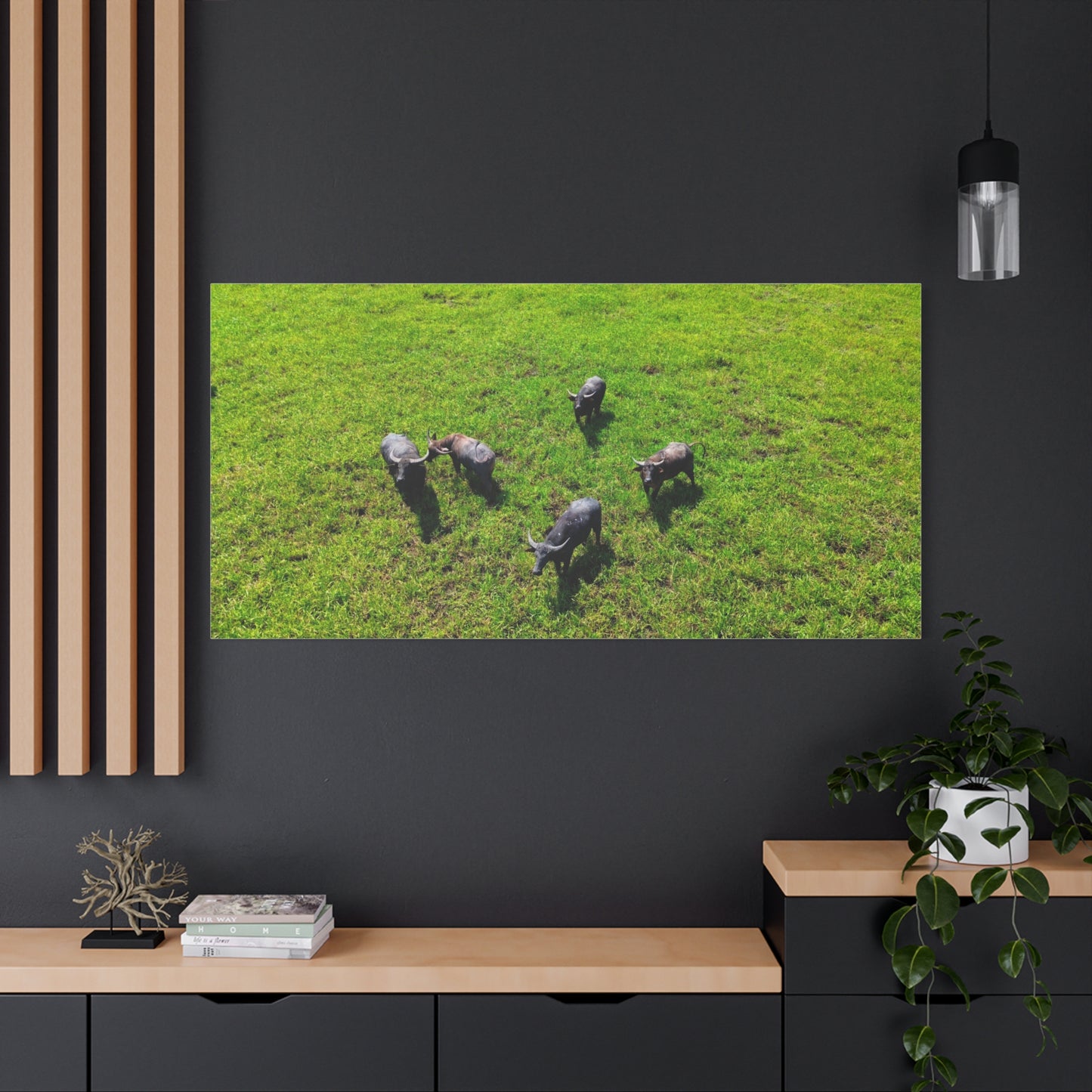 Australia Water Buffalo - Canvas Print