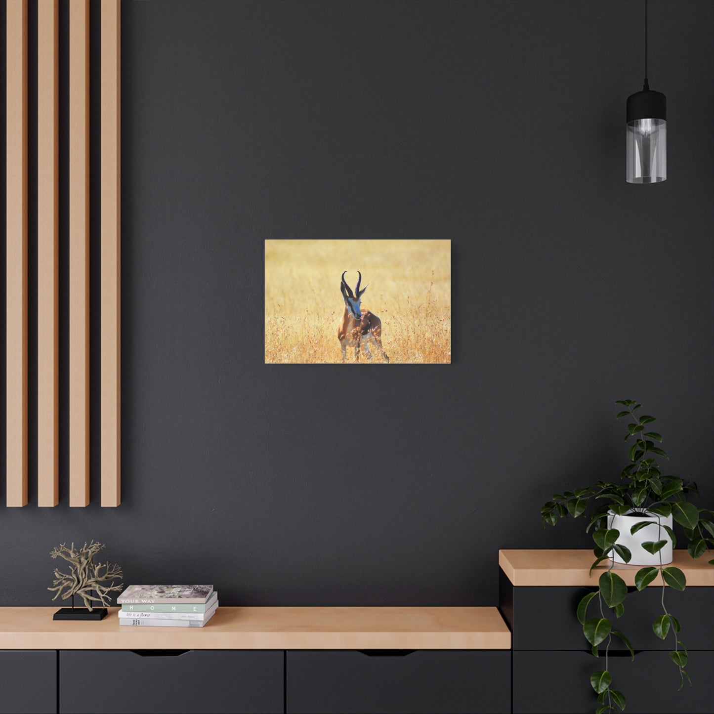 Africa Springbok