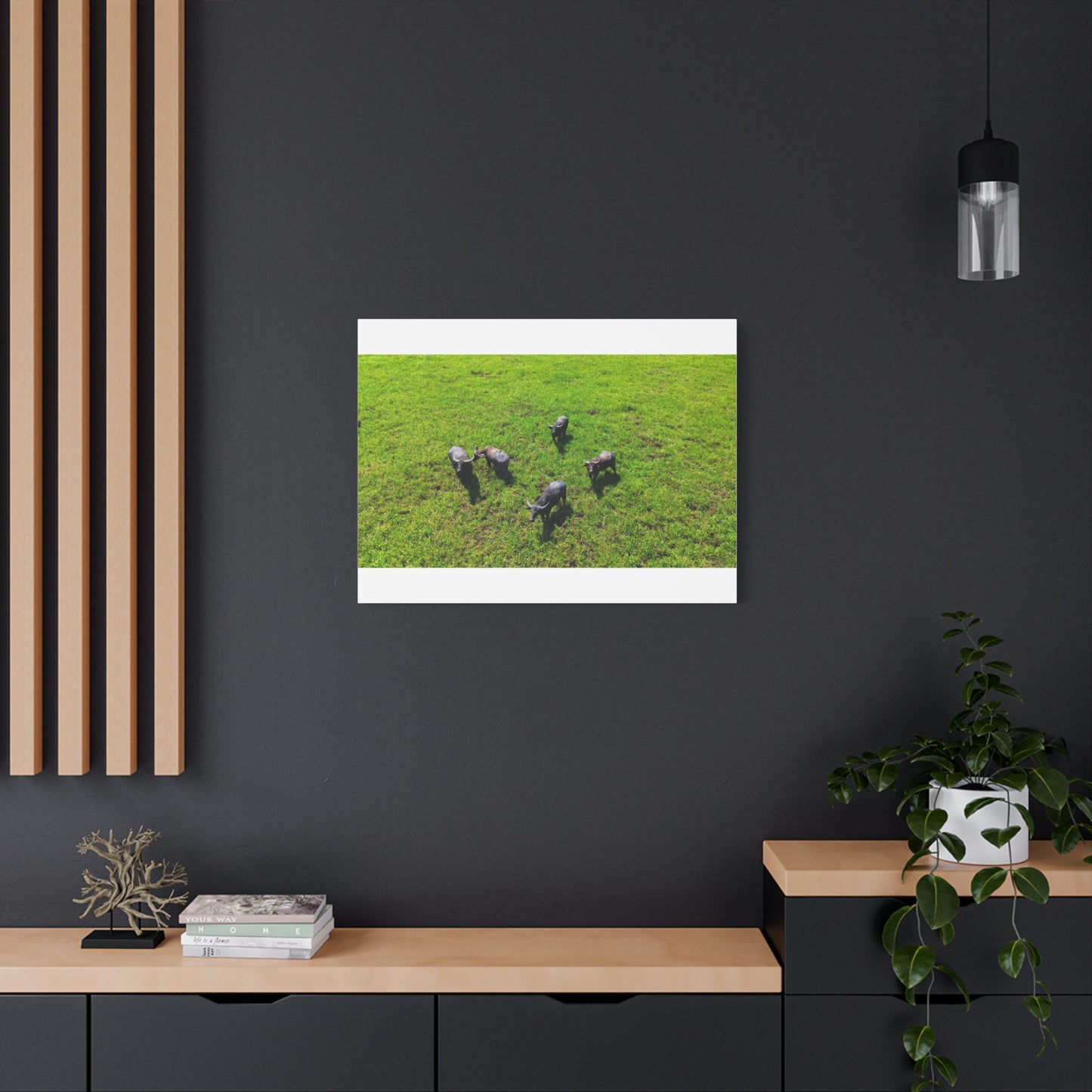 Australia Water Buffalo - Canvas Print