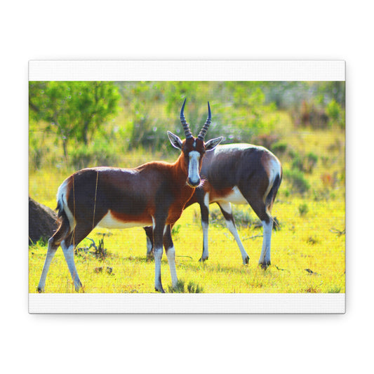 Blesbok in Africa - Canvas Print