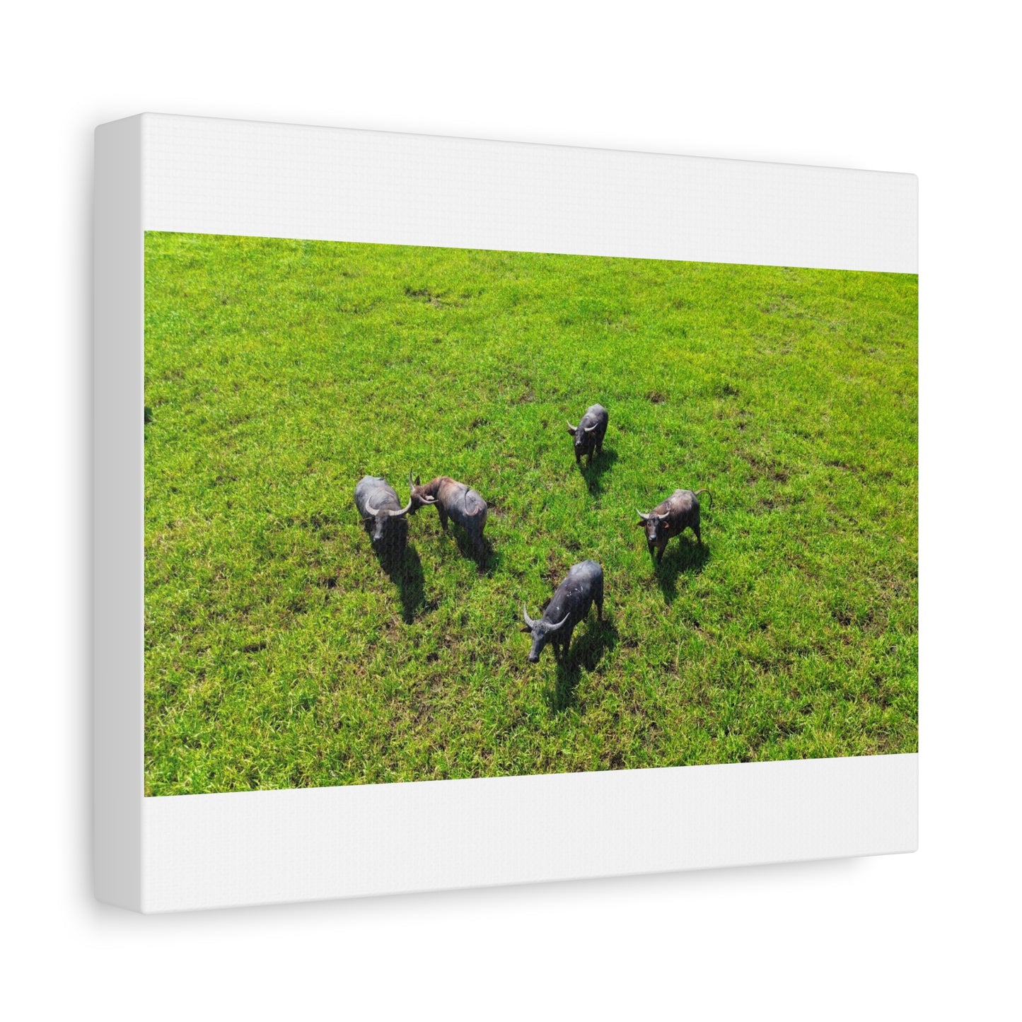 Australia Water Buffalo - Canvas Print