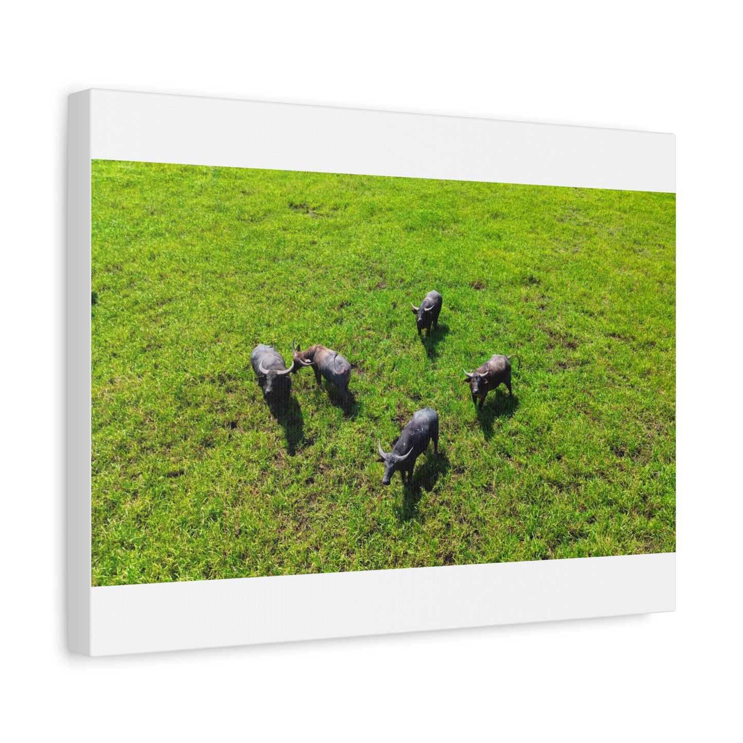 Australia Water Buffalo - Canvas Print