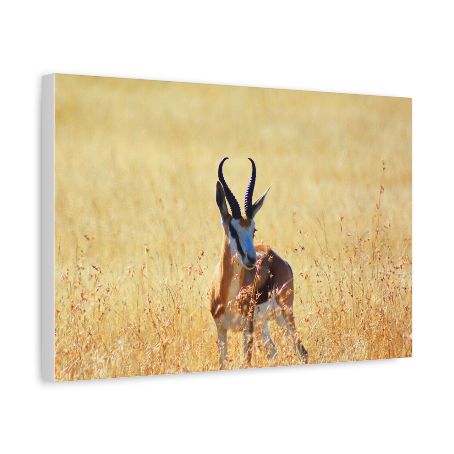 Africa Springbok