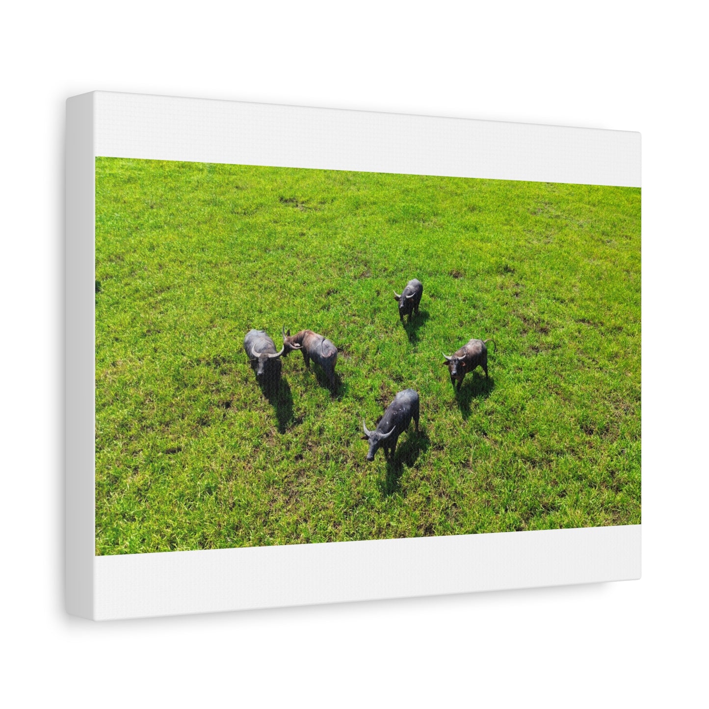 Australia Water Buffalo - Canvas Print
