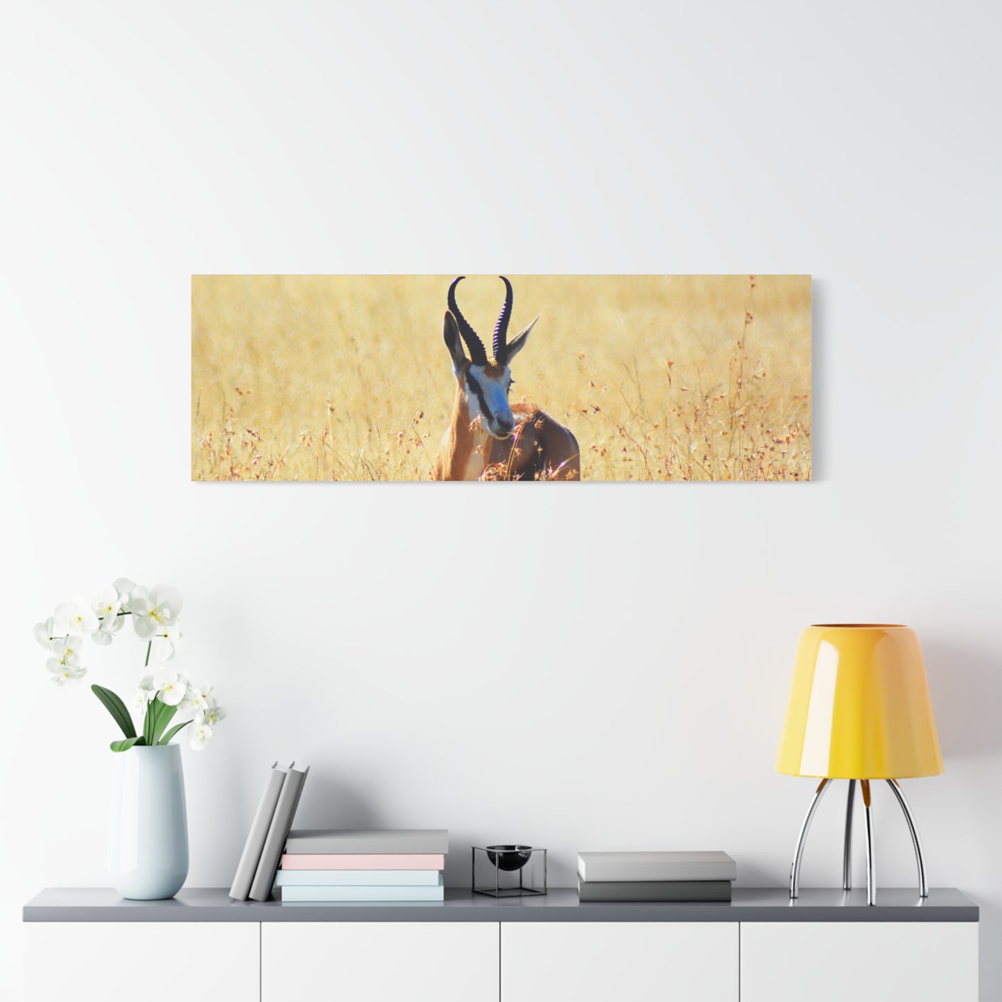Africa Springbok