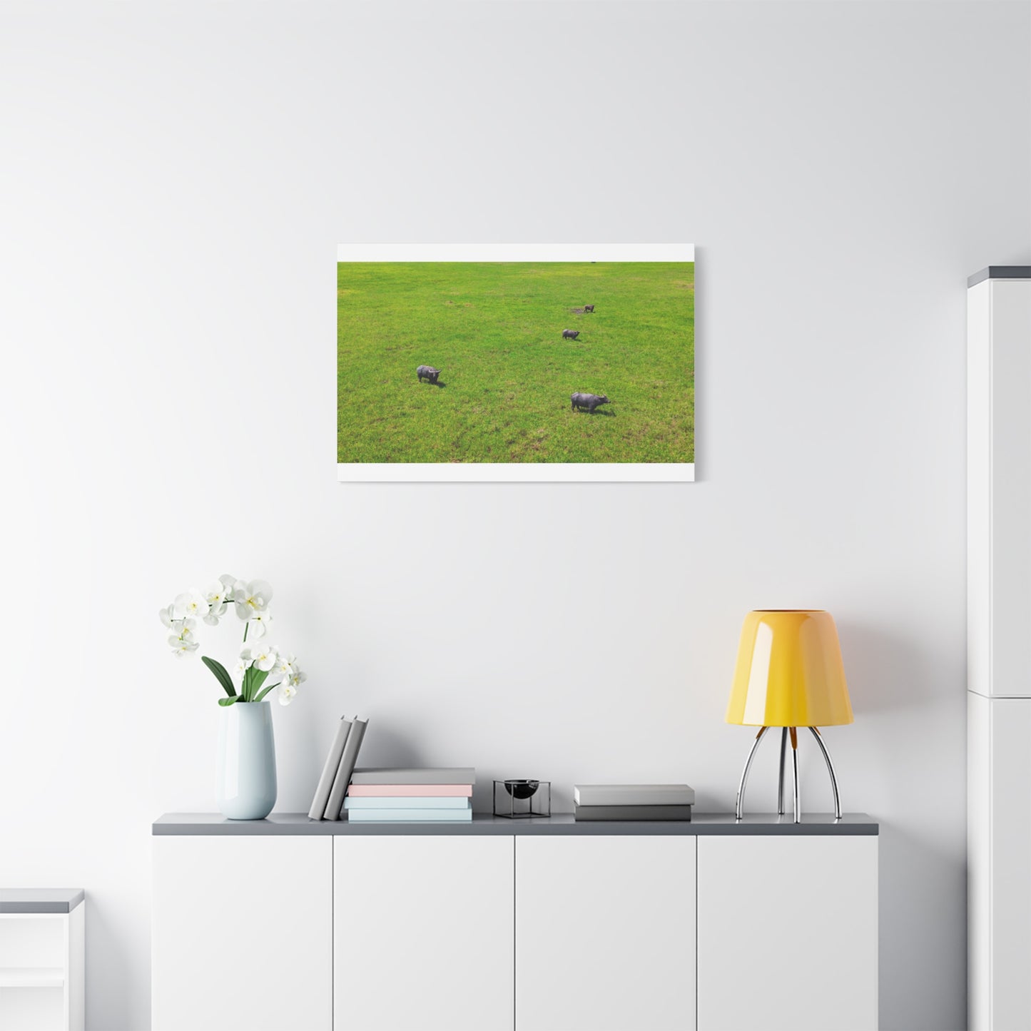 Asiatic Water Buffalo - Canvas Print