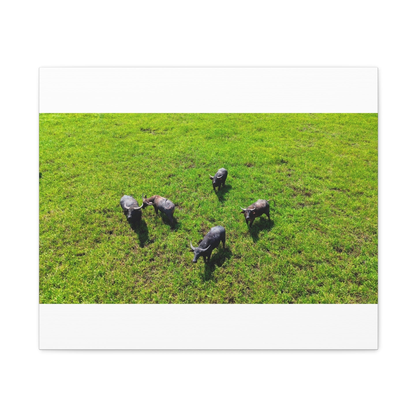 Australia Water Buffalo - Canvas Print