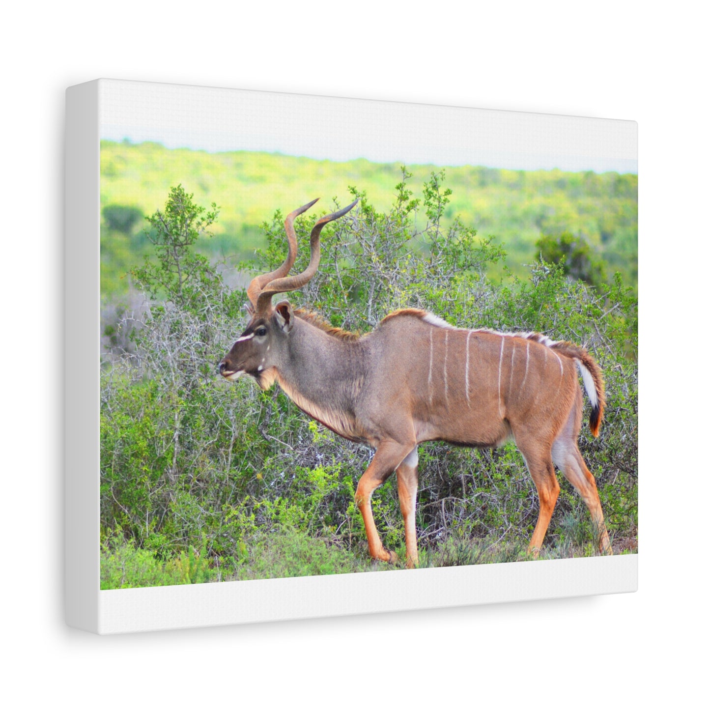 Africa Kudu Bull - Canvas Print