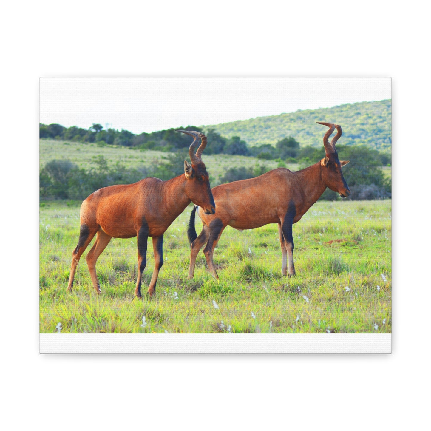 African Red Hartebeest - Canvas Print