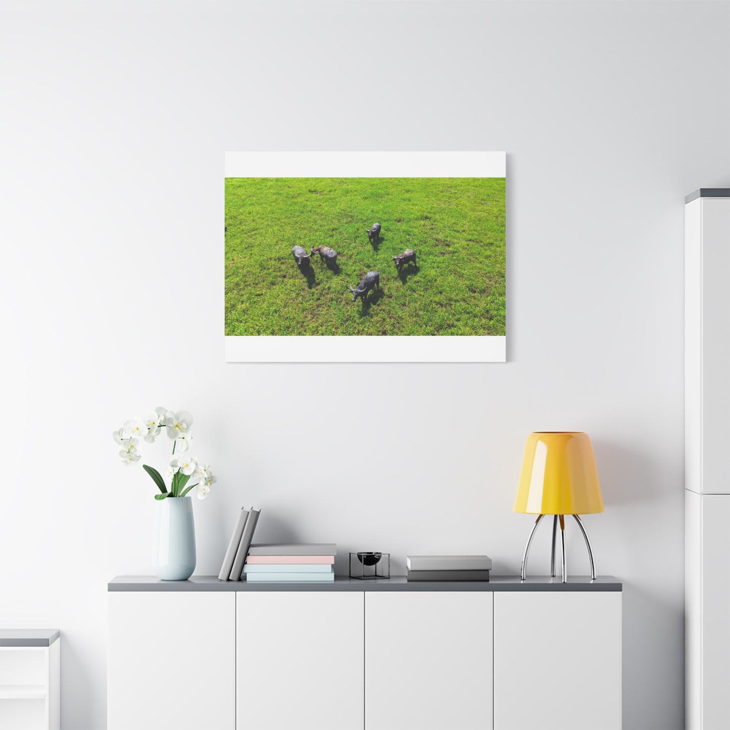 Australia Water Buffalo - Canvas Print