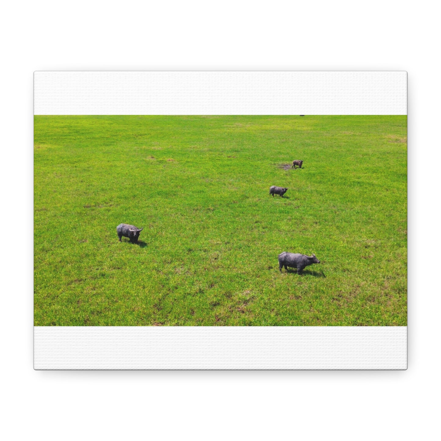 Asiatic Water Buffalo - Canvas Print