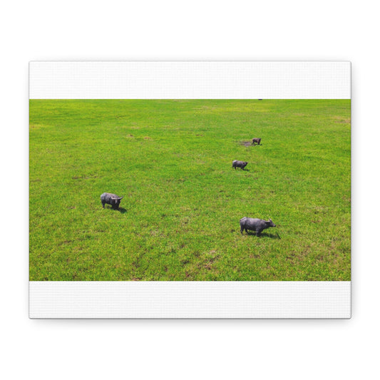 Asiatic Water Buffalo - Canvas Print