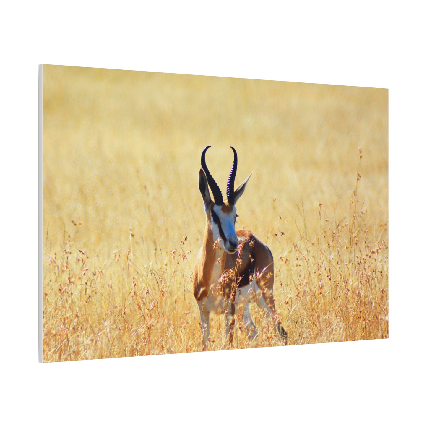Africa Springbok
