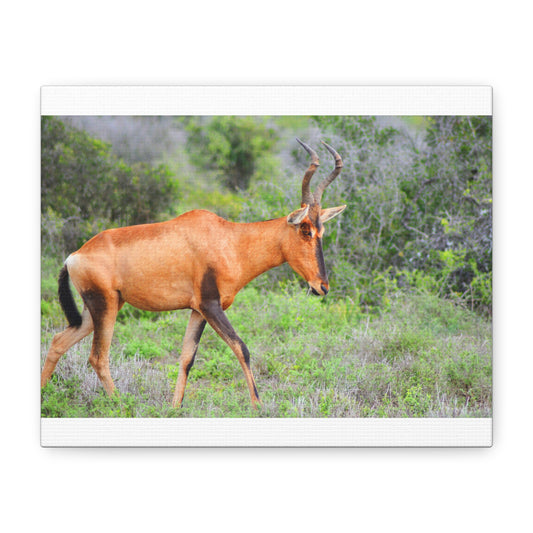 Red Hartebeest - Canvas Print