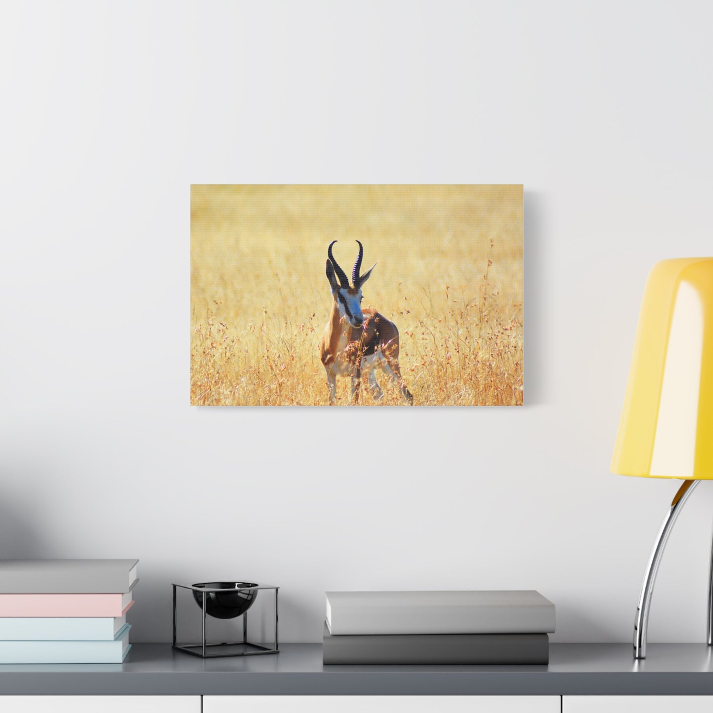 Africa Springbok