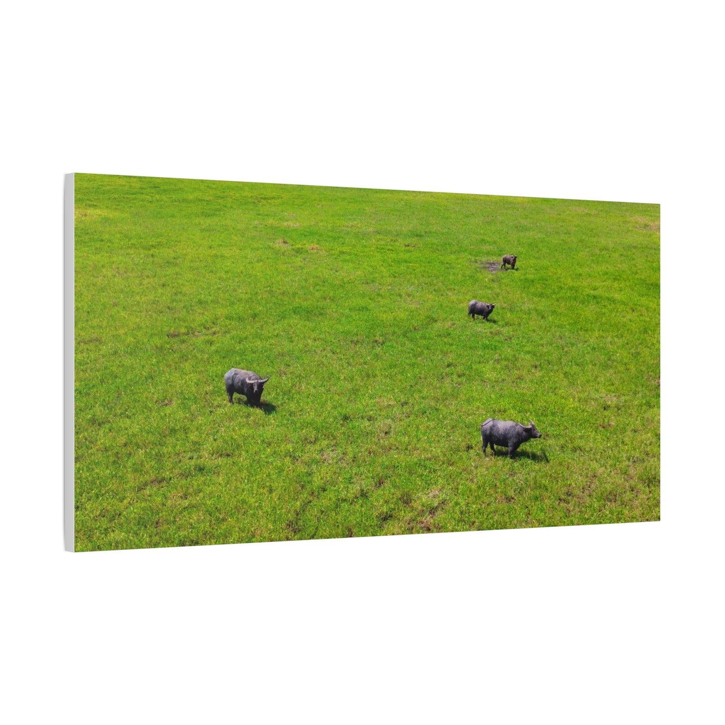 Asiatic Water Buffalo - Canvas Print
