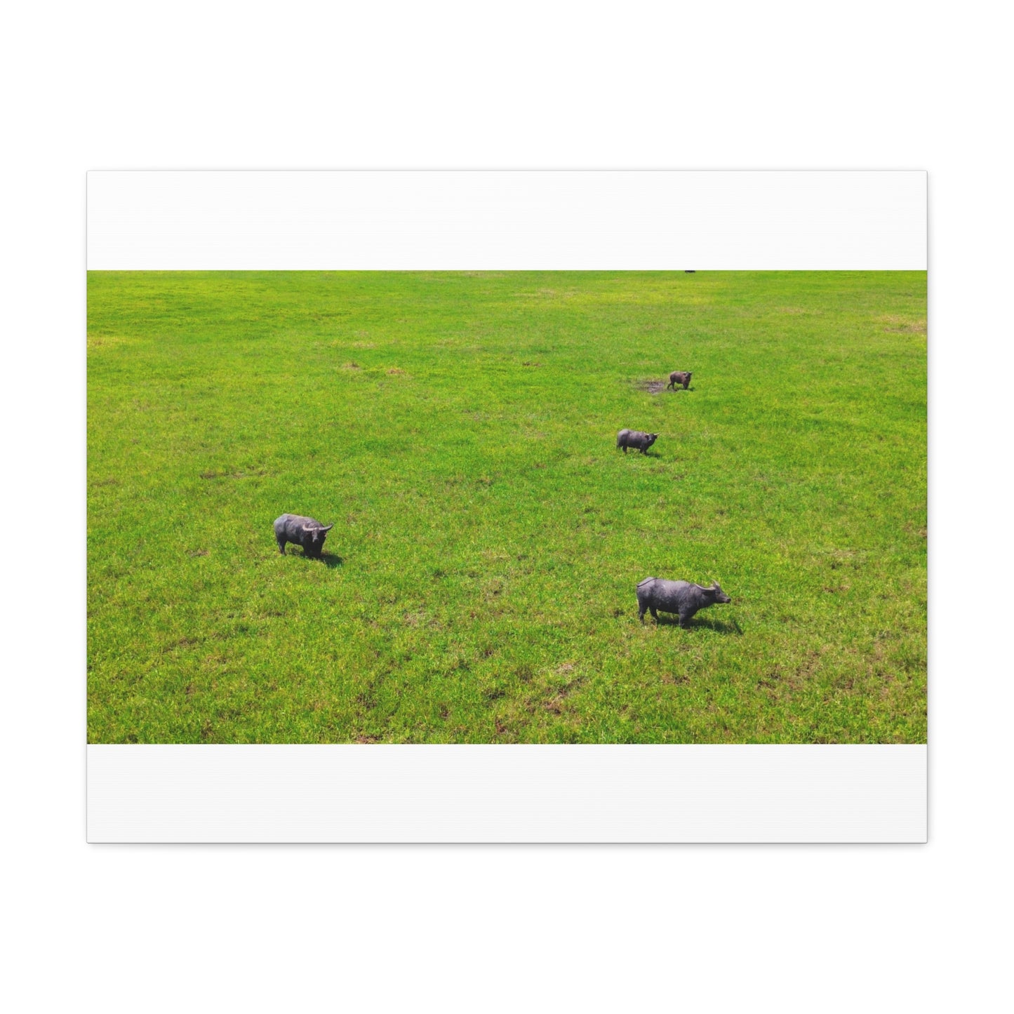 Asiatic Water Buffalo - Canvas Print