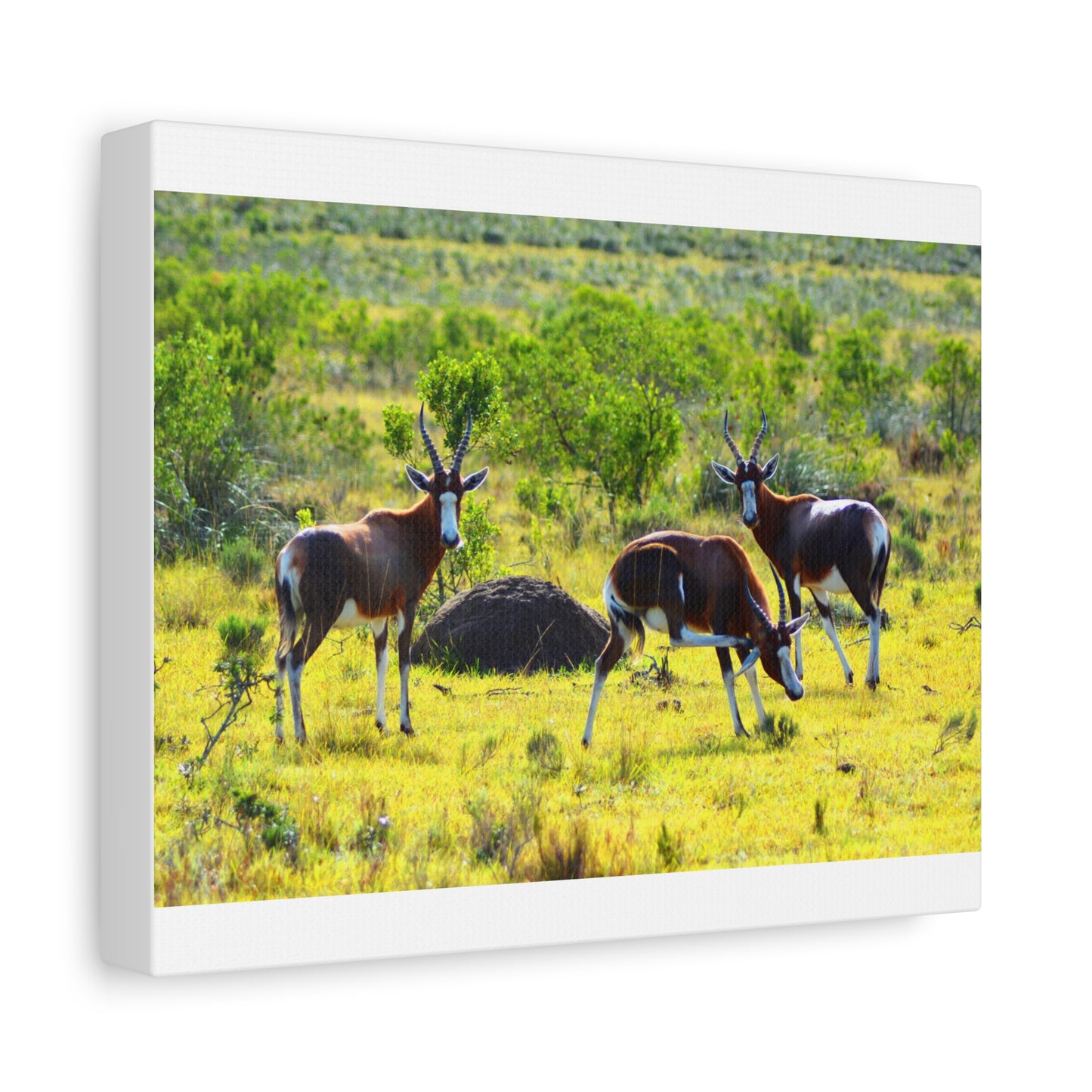 Blesbok in Africa - Canvas Print
