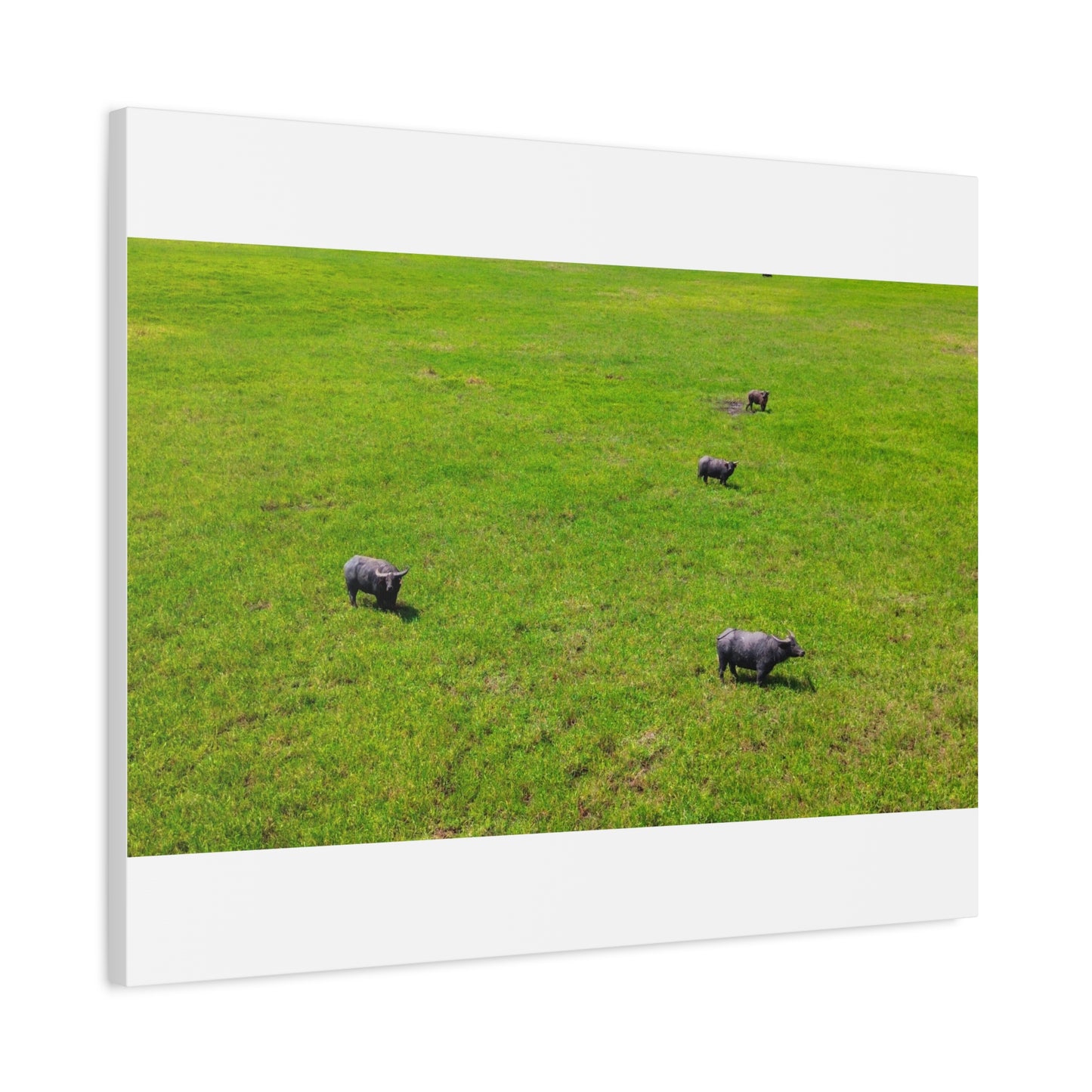 Asiatic Water Buffalo - Canvas Print