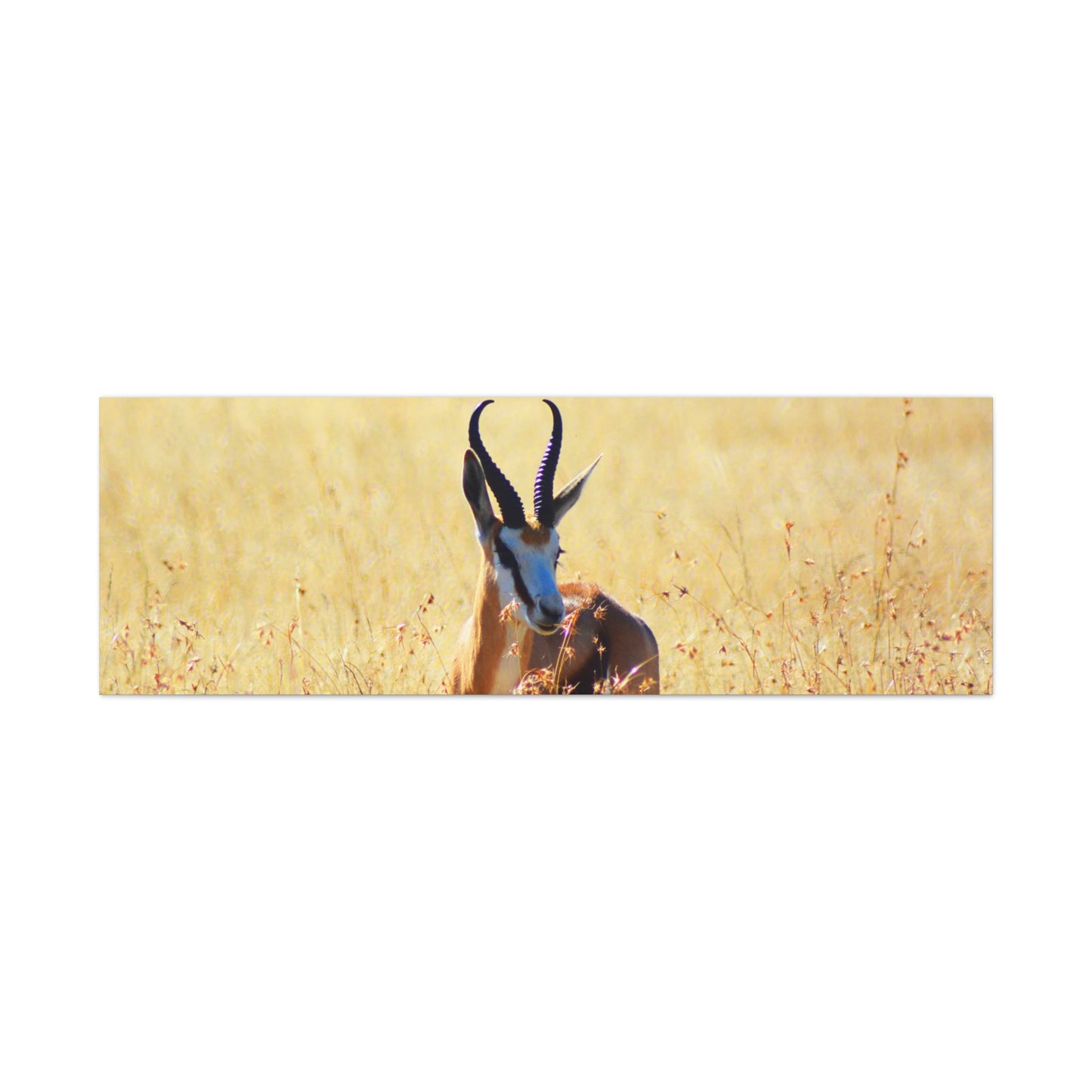 Africa Springbok