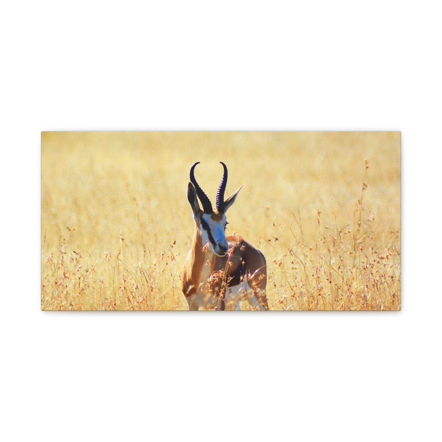 Africa Springbok