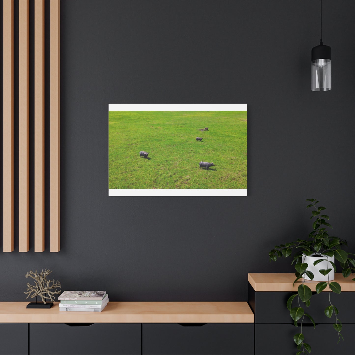 Asiatic Water Buffalo - Canvas Print