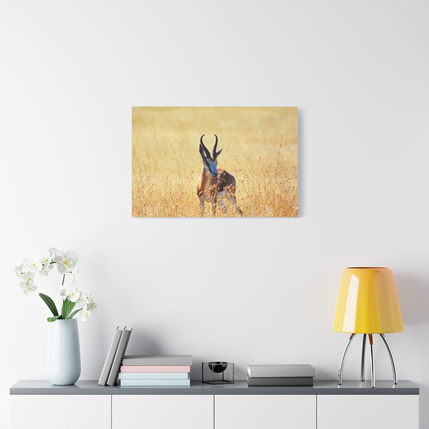 Africa Springbok