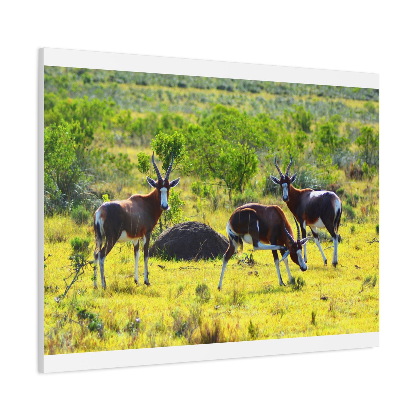 Blesbok in Africa - Canvas Print