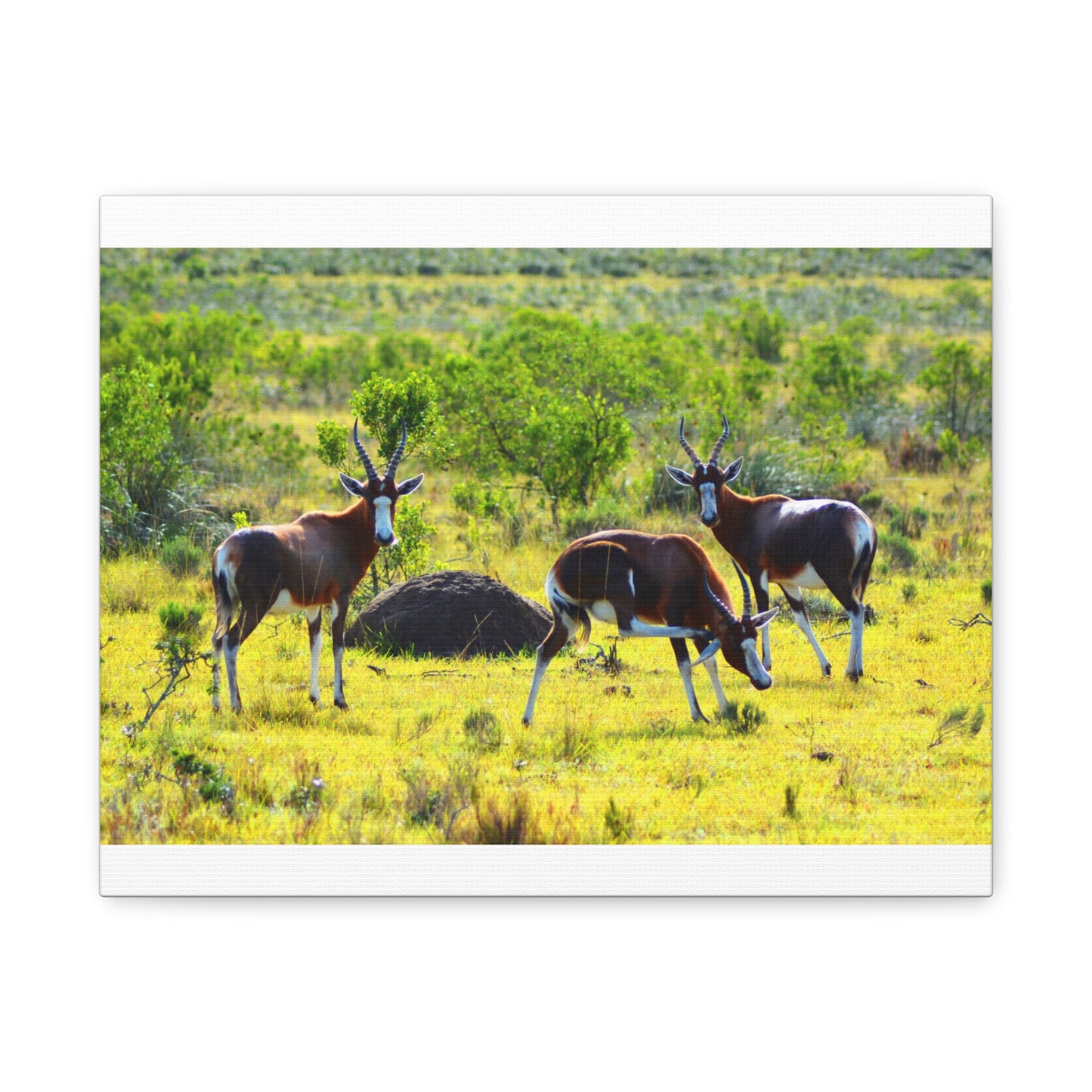 Blesbok in Africa - Canvas Print