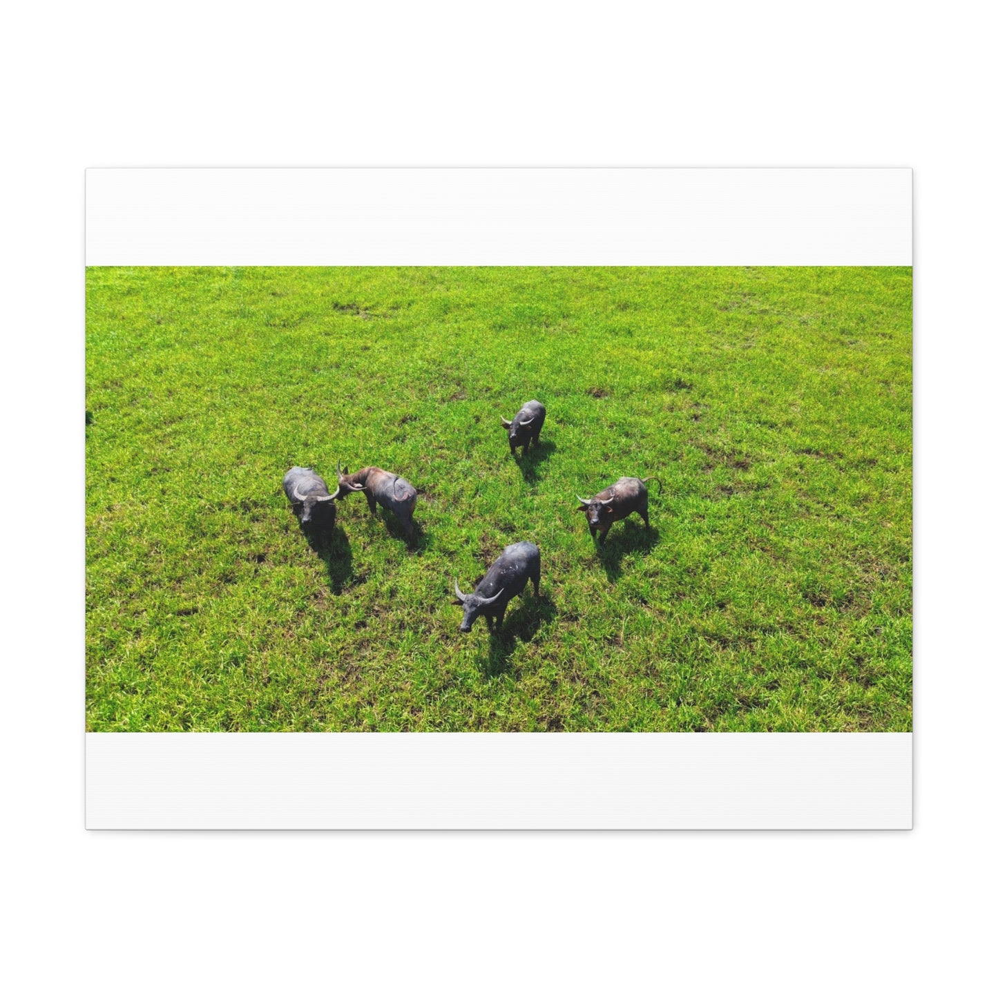Australia Water Buffalo - Canvas Print