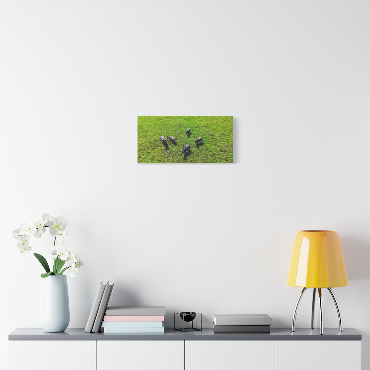 Australia Water Buffalo - Canvas Print