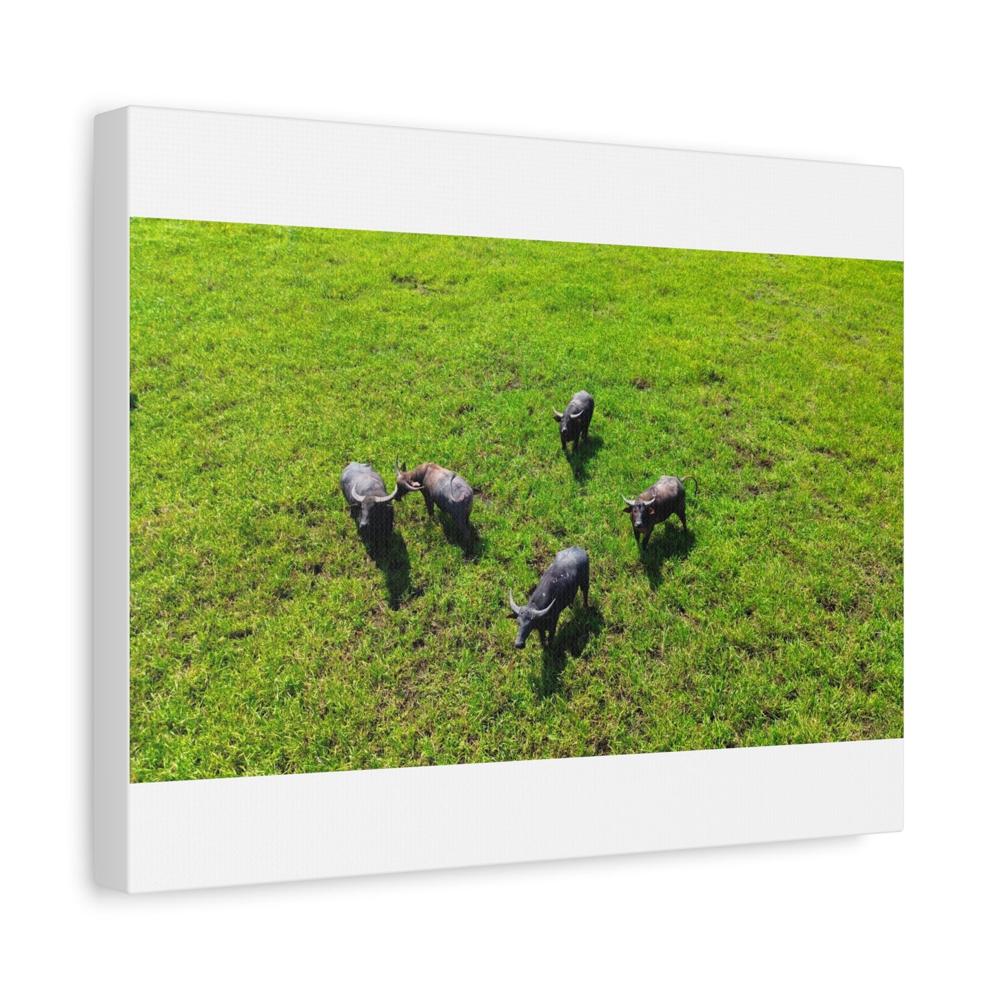 Australia Water Buffalo - Canvas Print