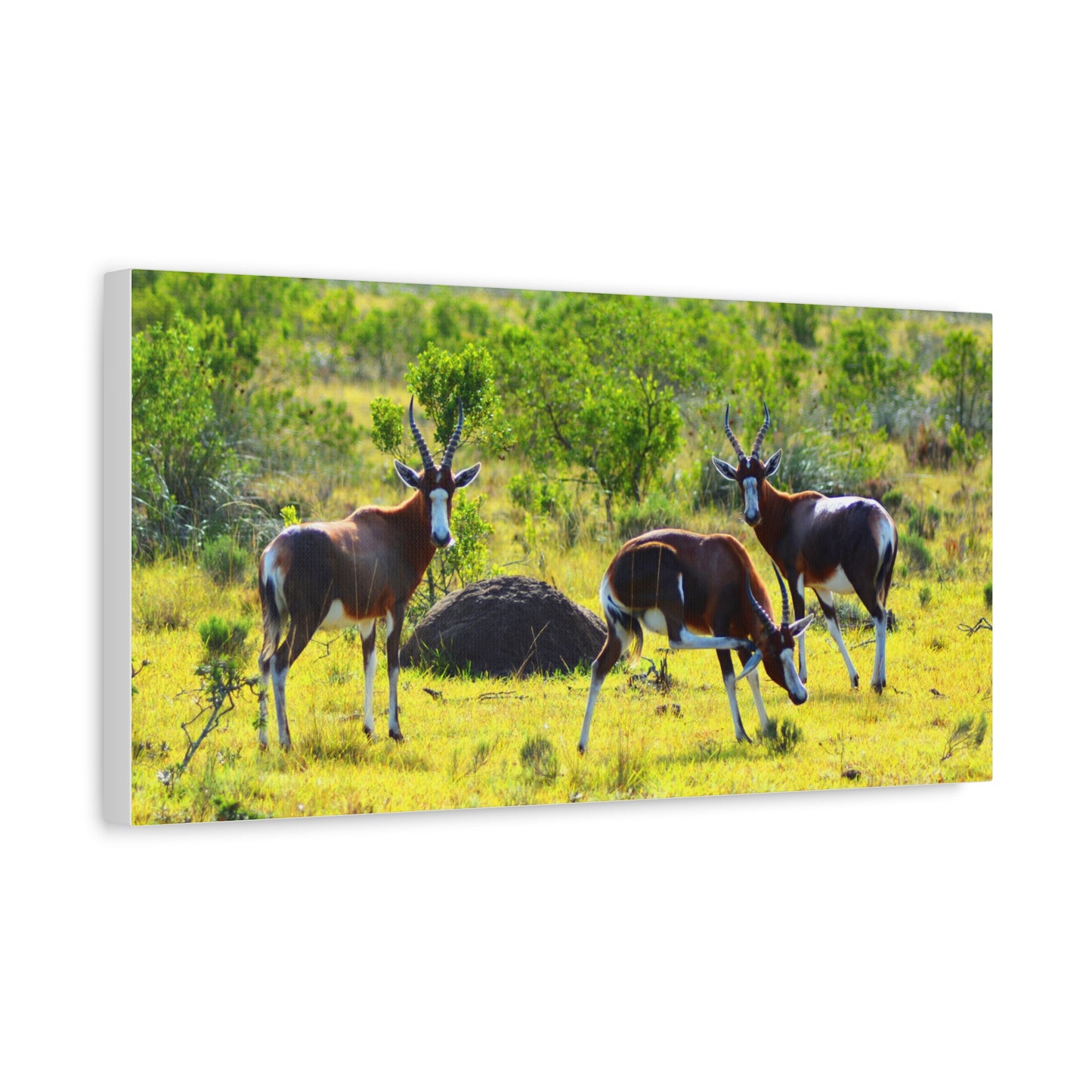 Blesbok in Africa - Canvas Print