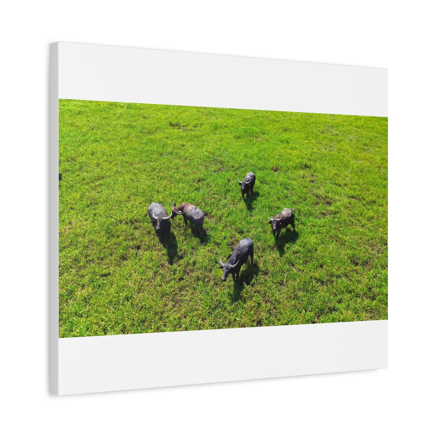 Australia Water Buffalo - Canvas Print