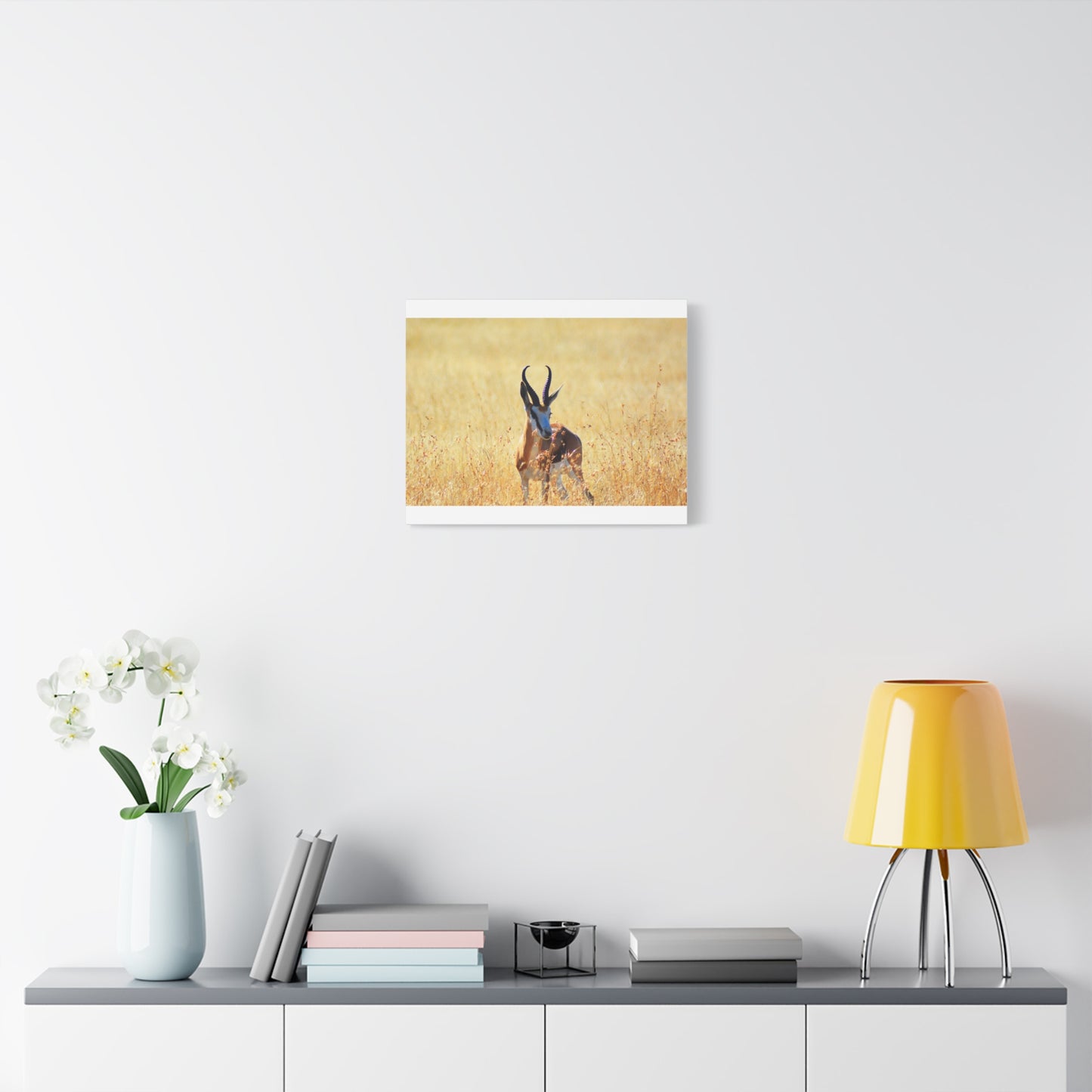Africa Springbok