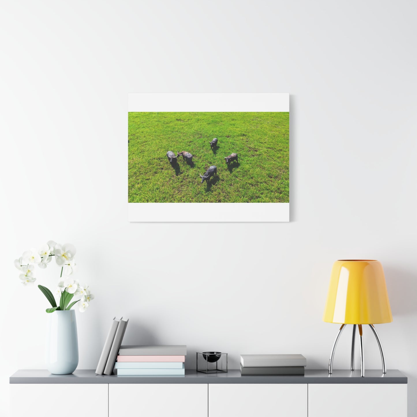 Australia Water Buffalo - Canvas Print