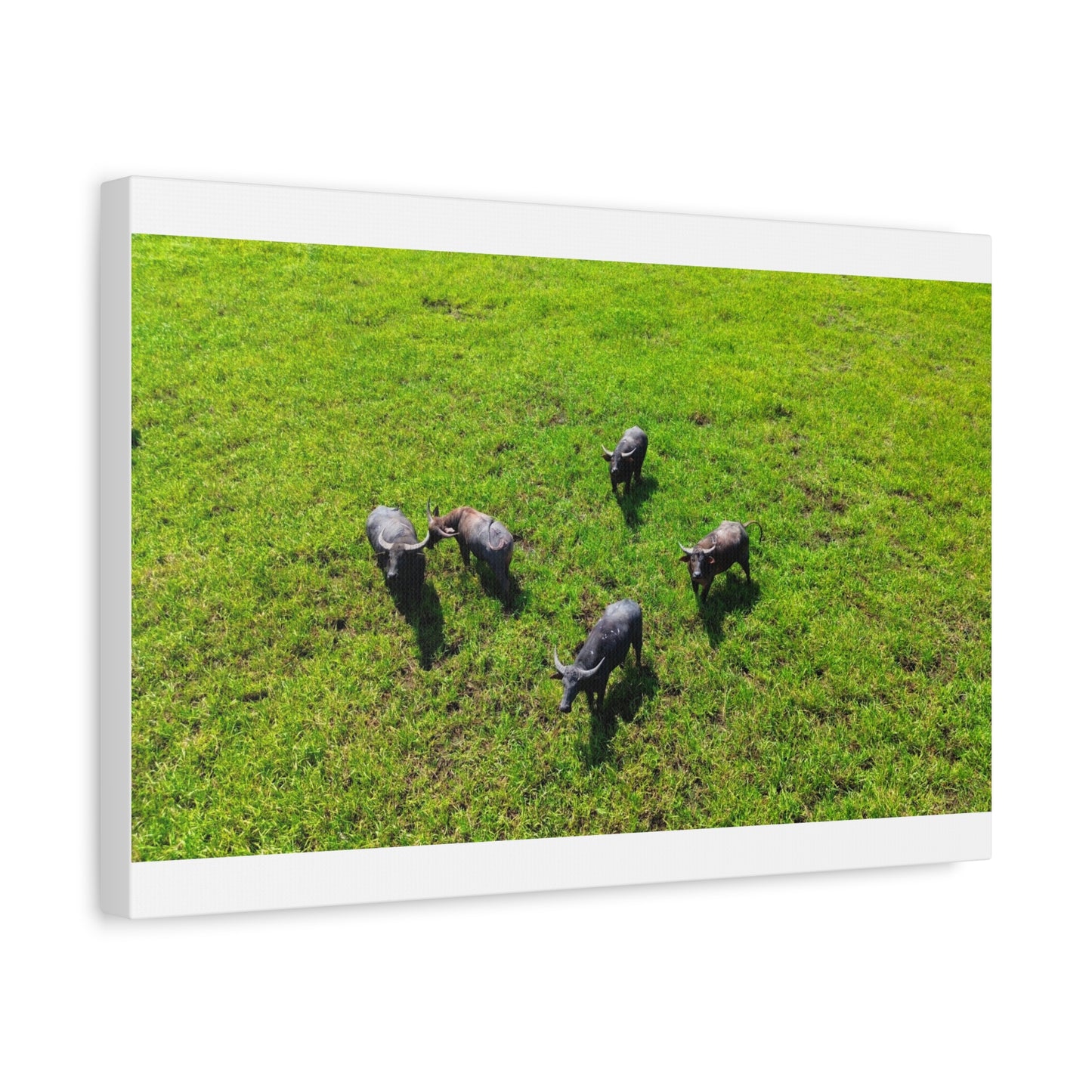 Australia Water Buffalo - Canvas Print