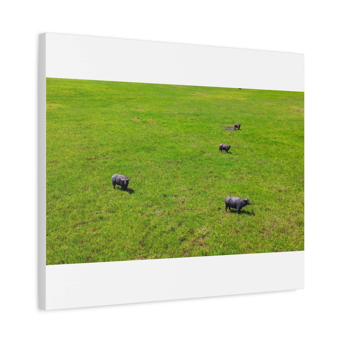 Asiatic Water Buffalo - Canvas Print