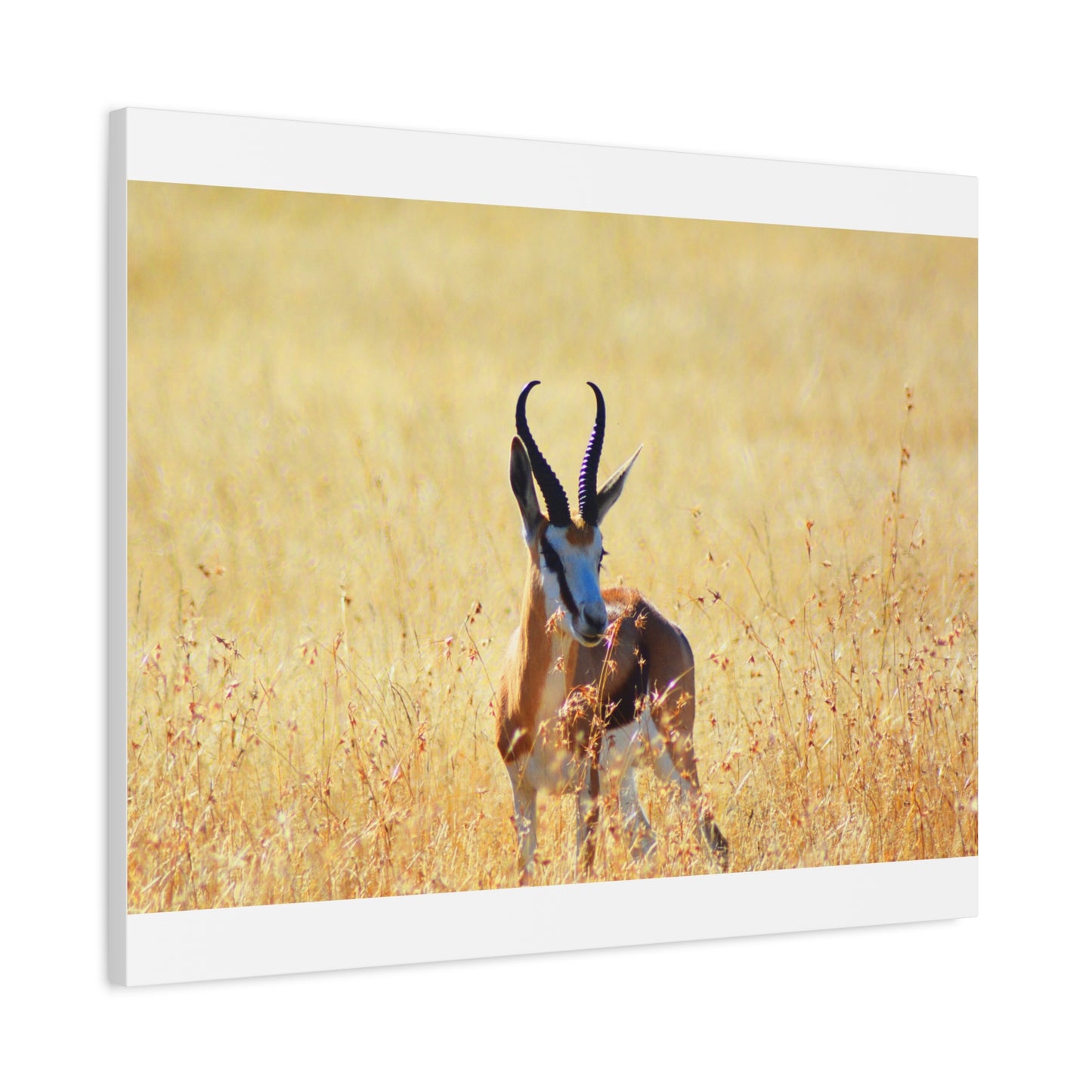 Africa Springbok