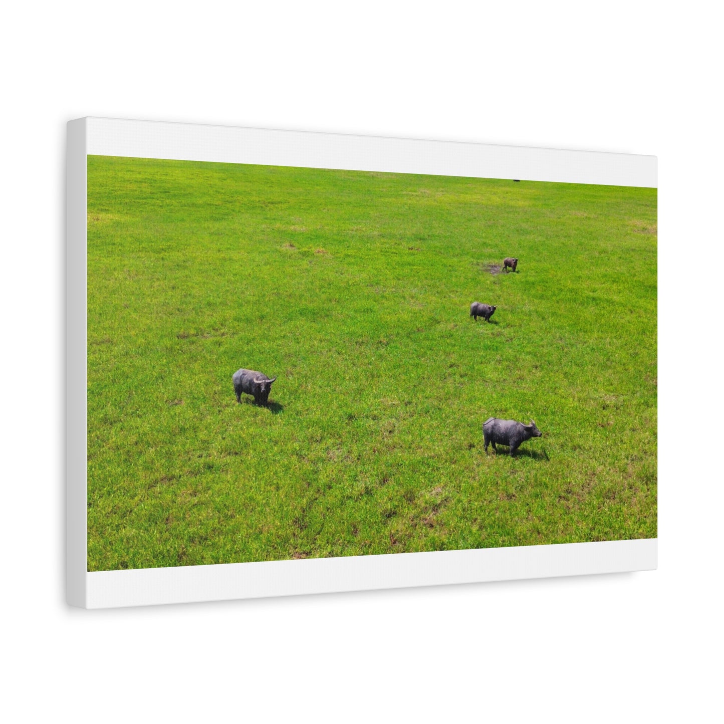 Asiatic Water Buffalo - Canvas Print