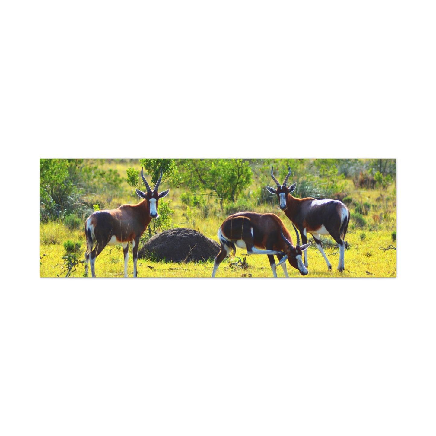 Blesbok in Africa - Canvas Print