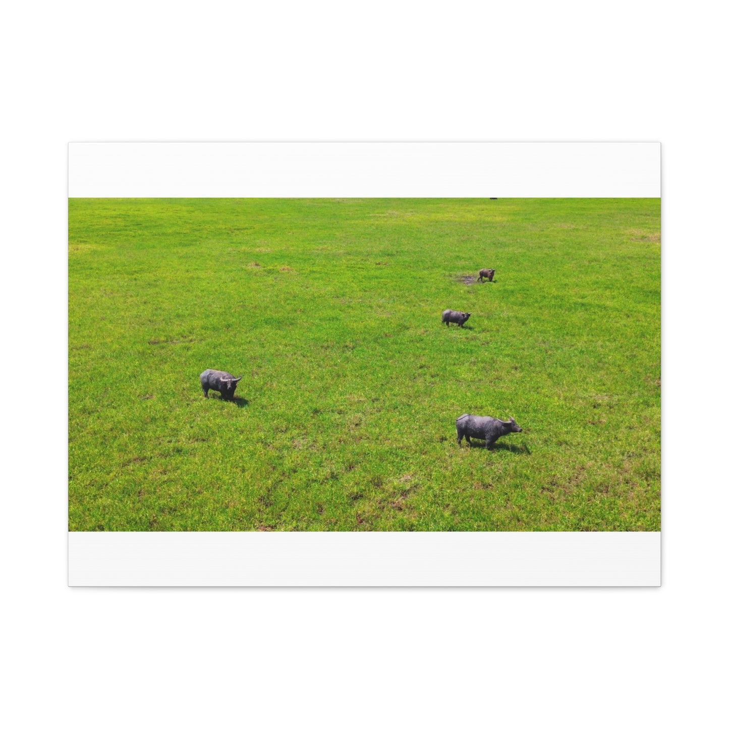 Asiatic Water Buffalo - Canvas Print