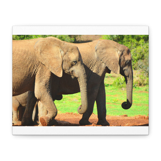 African Elephants - Canvas Print