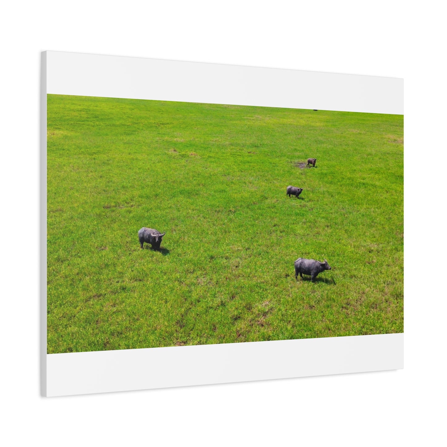 Asiatic Water Buffalo - Canvas Print